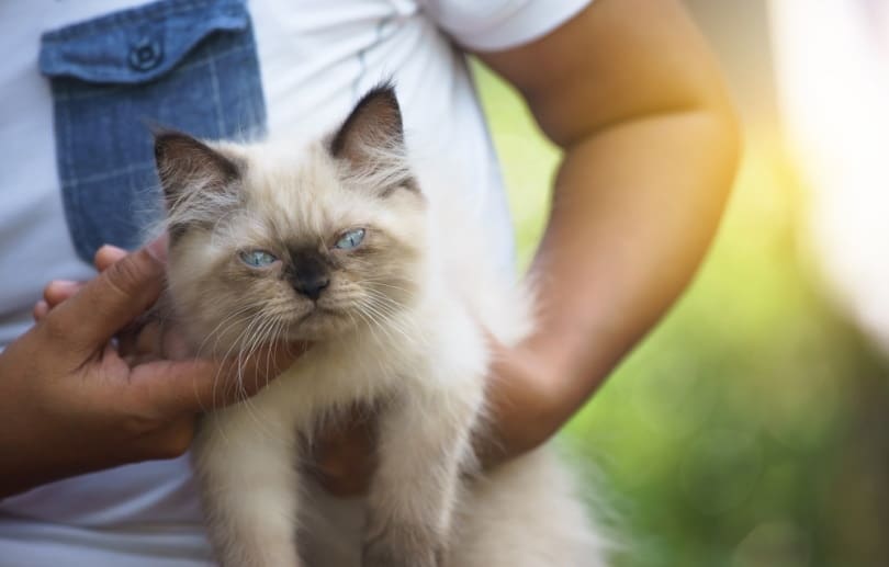 How to Tell If My Cat has a Fever: 10 Vet-Reviewed Signs