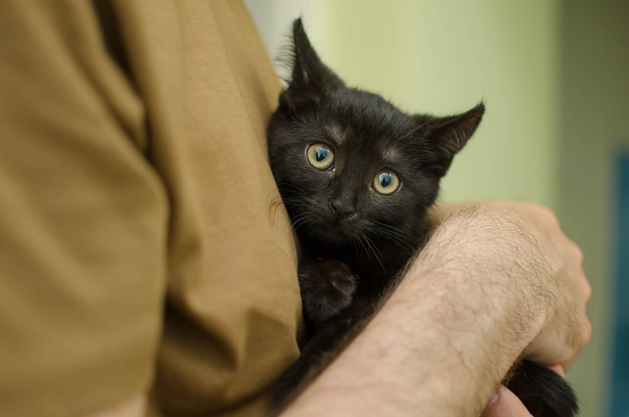 How to Tell if Your Cat Has Separation Anxiety: 8 Vet-Reviewed Signs to Look For