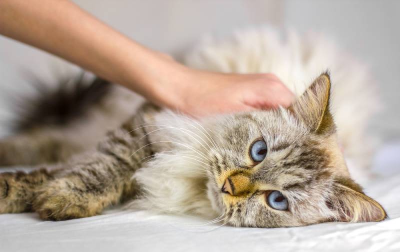 Cat Vomit Color Chart: Vet-Verified Meaning of Different Colors