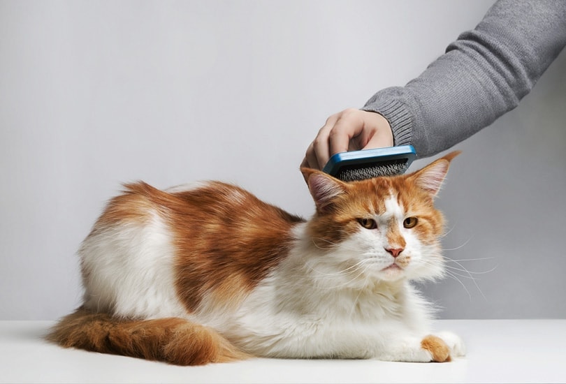 Do Cats Like Being Brushed? Our Vet Explains