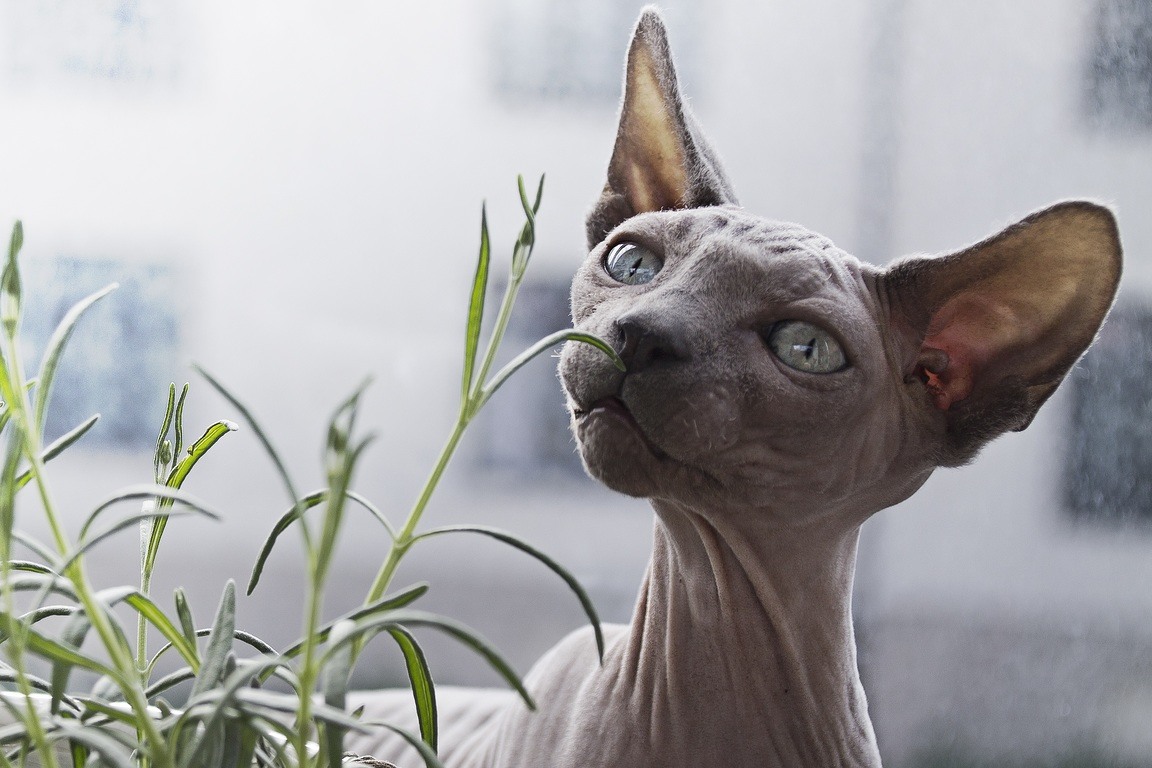 6 Hairless Cat Breeds: Vet-Approved Info (With Pictures)
