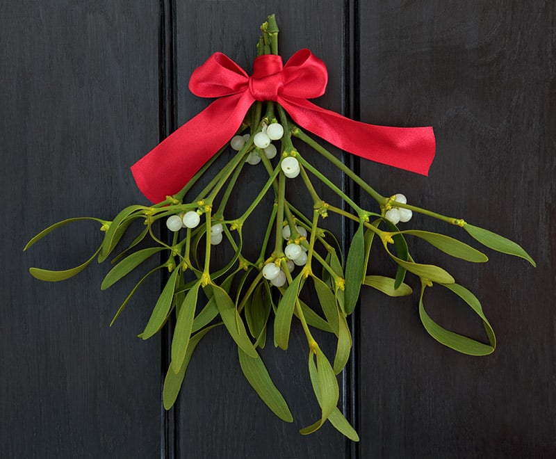 9 Holiday Plants That Pose a Danger to Cats (With Pictures)