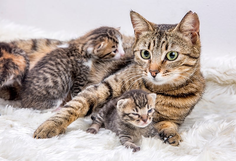 My Cat Just Had Kittens, What Do I Do? (7 Vet-Recommended Tips)