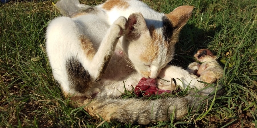 Why Do Cats Sometimes Eat Their Placenta? Vet Approved Facts & FAQ