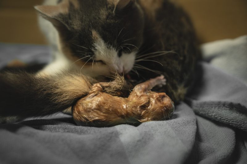 mother cat licks her newborn kitten
