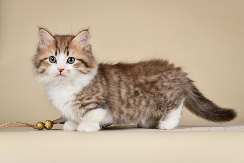 How Big Do Munchkin Cats Get? Vet-Reviewed Average Weight & Growth Chart
