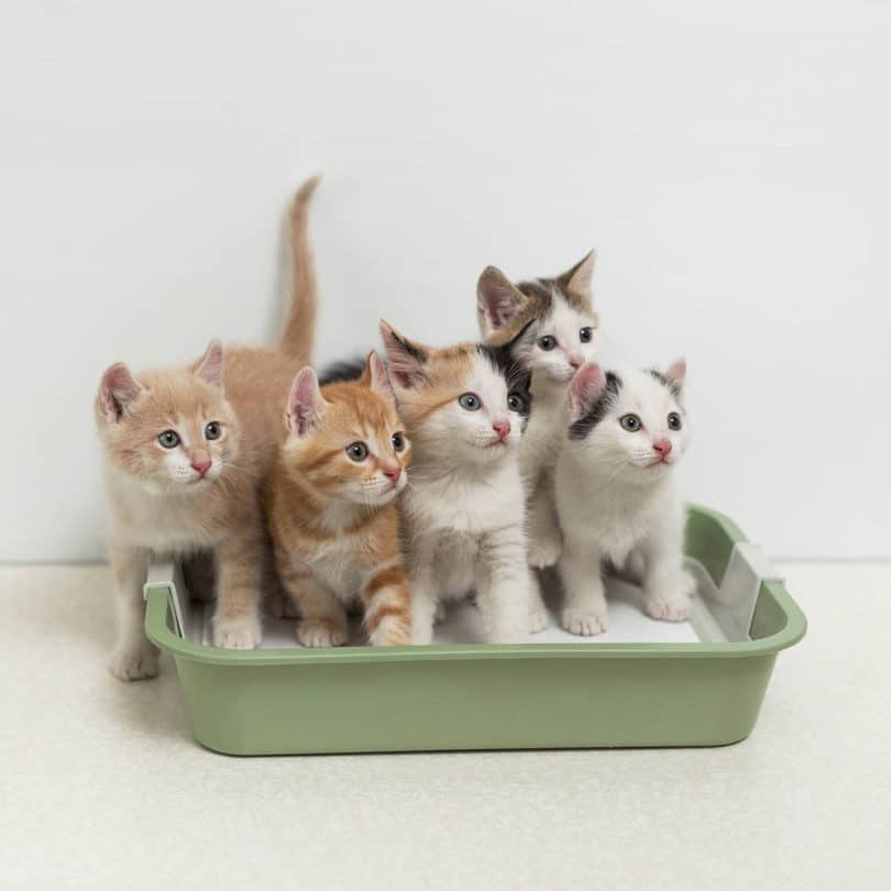 Can Cats Share a Litter Box? Vet-Reviewed FAQ & Tips