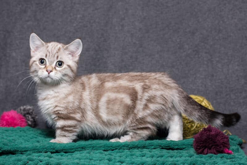 200+ Adorable Munchkin Cat Names: Unique Ideas for Your Kitty
