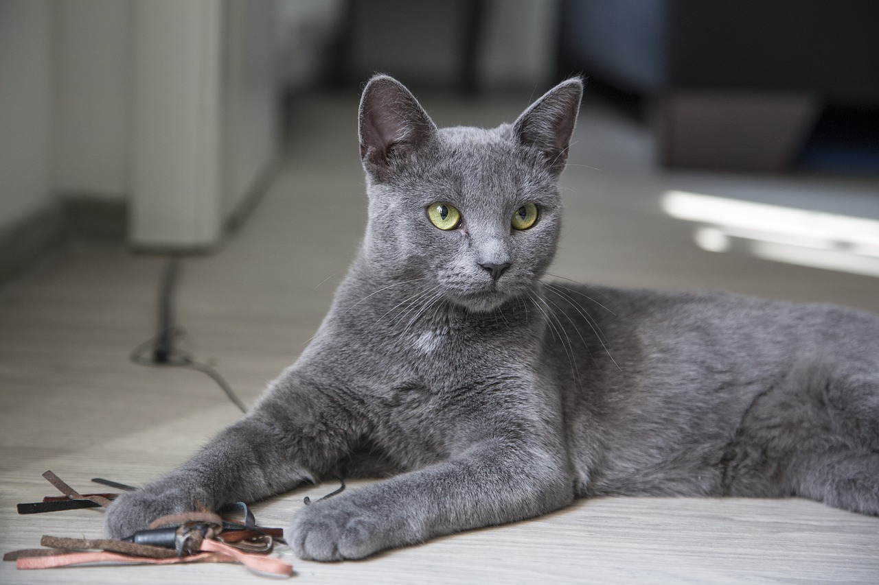 Can Cats Have ADHD? Our Vet Explains Feline Behavior