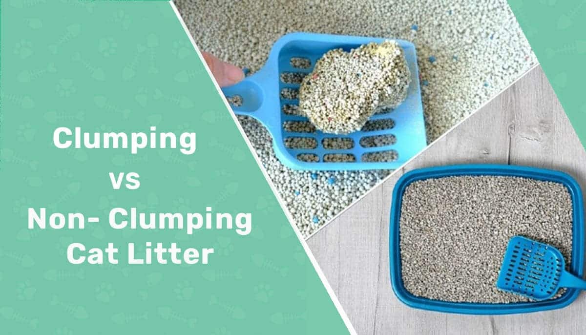 Clumping vs. Non-Clumping Cat Litter: Vet-Reviewed Pros, Cons & Which to Choose