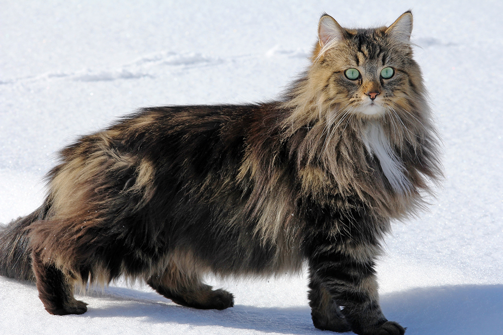 Norwegian Forest Cat: Info, Pictures, Facts, & Traits