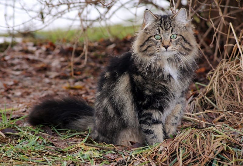 Norwegian Forest Cat Size Compared to Other Cats (With Pictures)