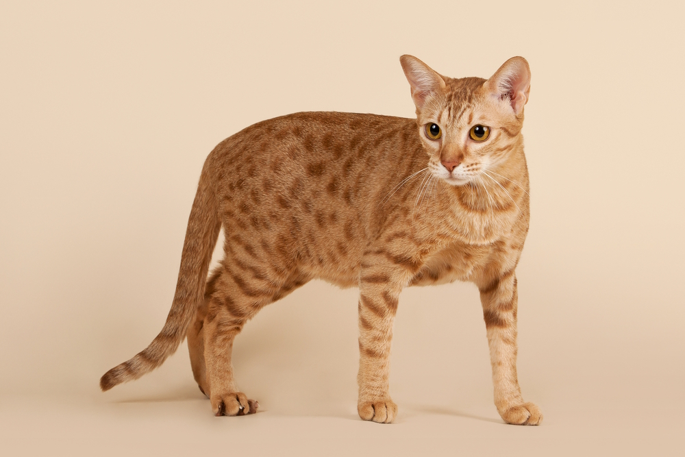 12 Ocicat Colors & Patterns (With Pictures, Vet-Reviewed)
