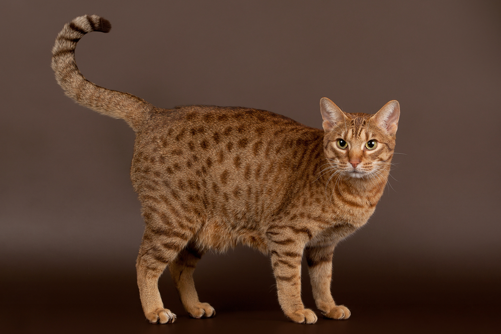 7 Cats That Look Like Leopards (With Info & Pictures)