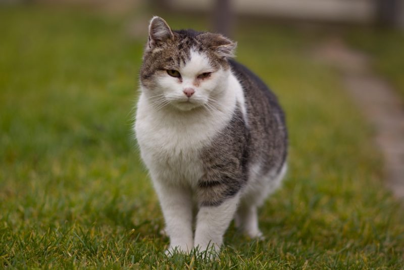 old-sick-cat-with-hematoma-on-ear-and-inflammated-eyes