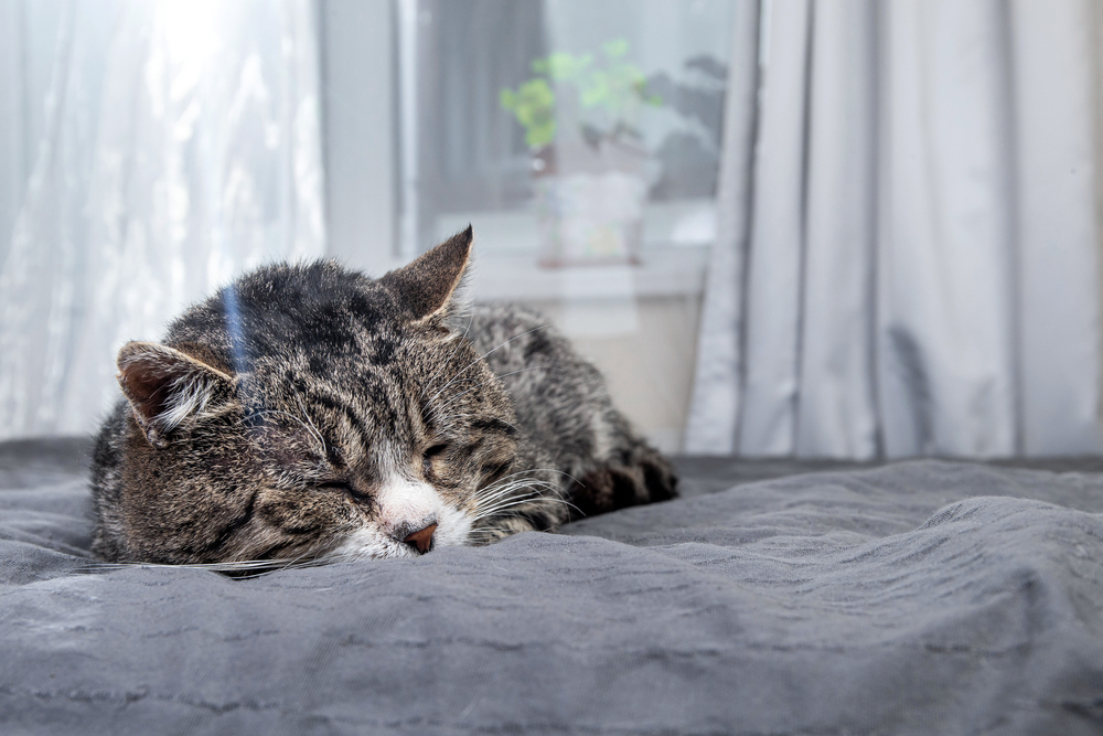 Your Cat Ghosted Your Bed: Here's What Changed