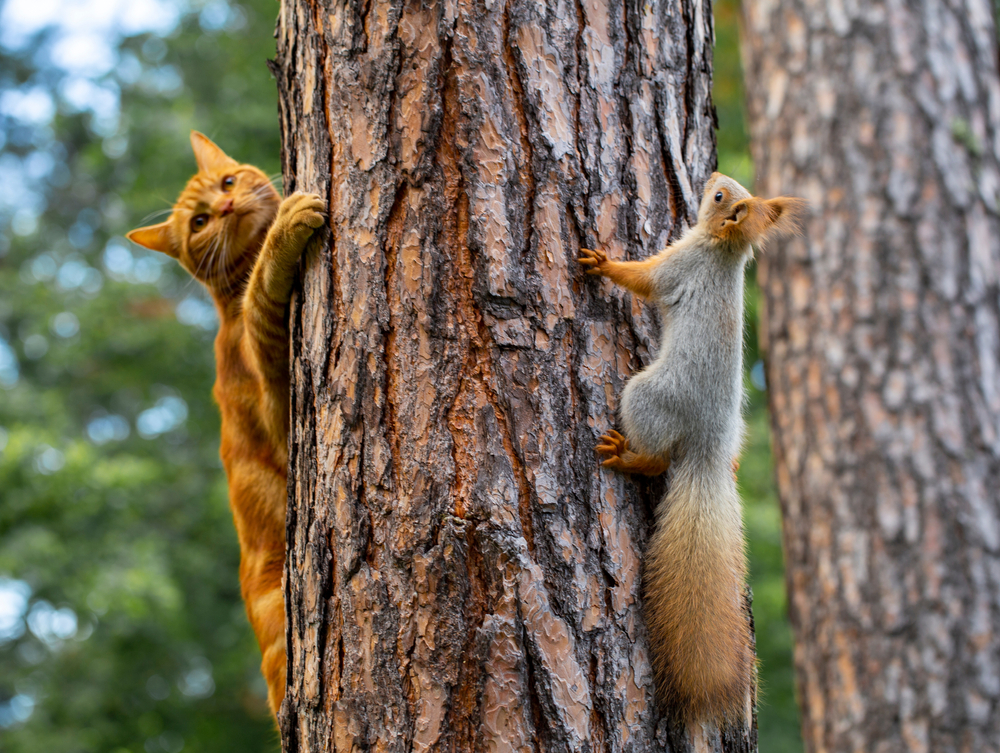 orange-cat-and-squirrel-on-a-tree