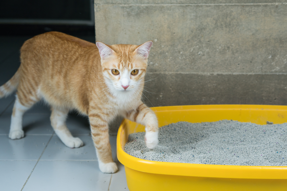 9 Ways to Get Your Cat to Like Using the Litter Box - Vet Approved Methods