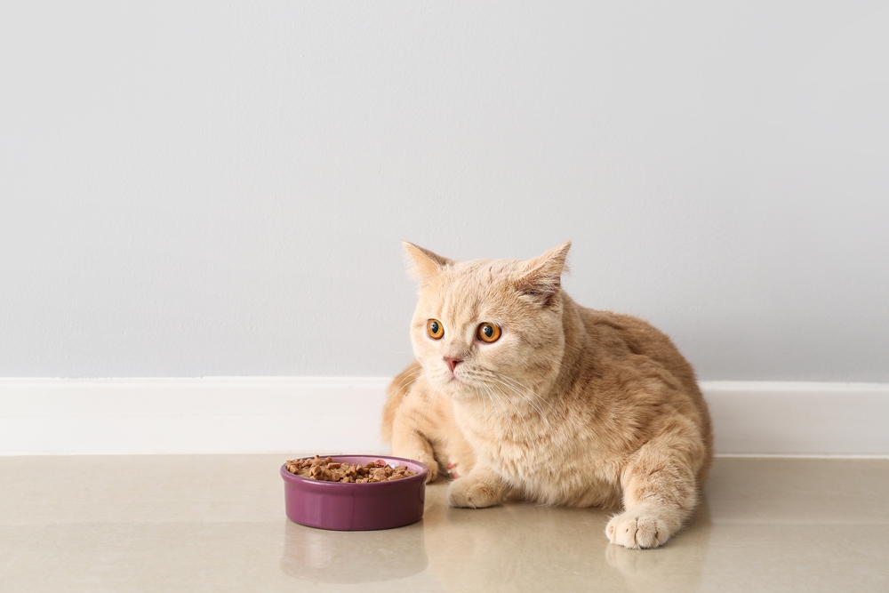 9 Best Organic Cat Foods in 2026 - Reviews & Top Picks
