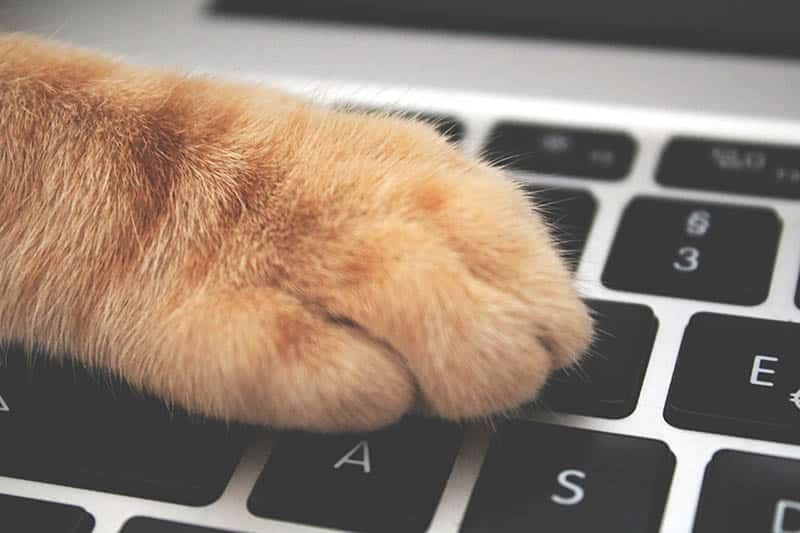 Take Your Pet to Work Week: When & What Is It (2026 Update)