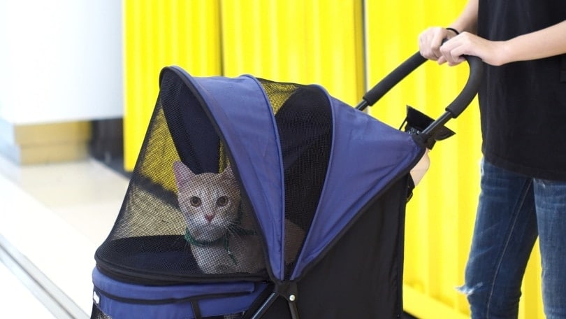 10 Best Cat Strollers in 2026 - Reviews & Top Picks