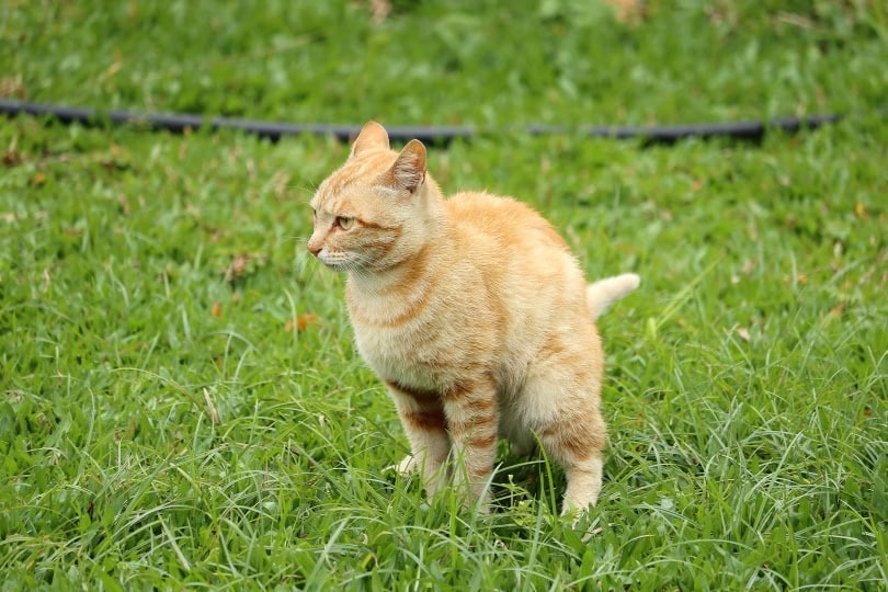 Why Is My Cat’s Poop Watery? 8 Vet-Approved Reasons