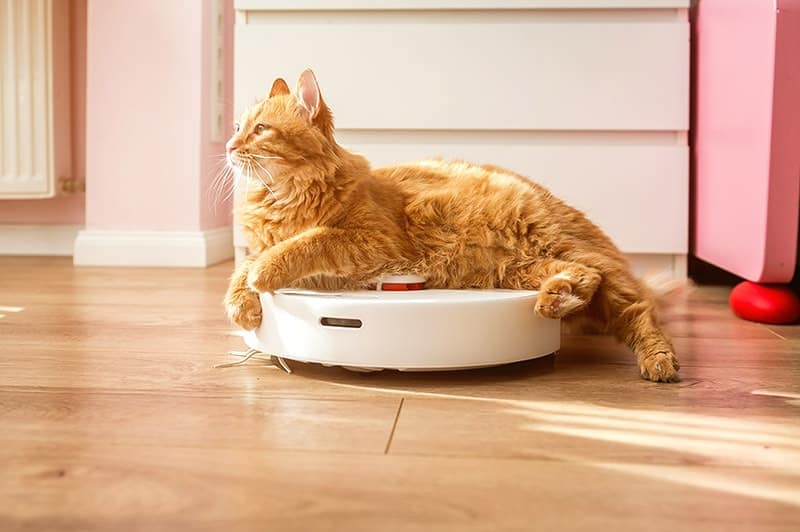 Cats on Roombas: A Strange Relationship Explained (Vet-Verified)