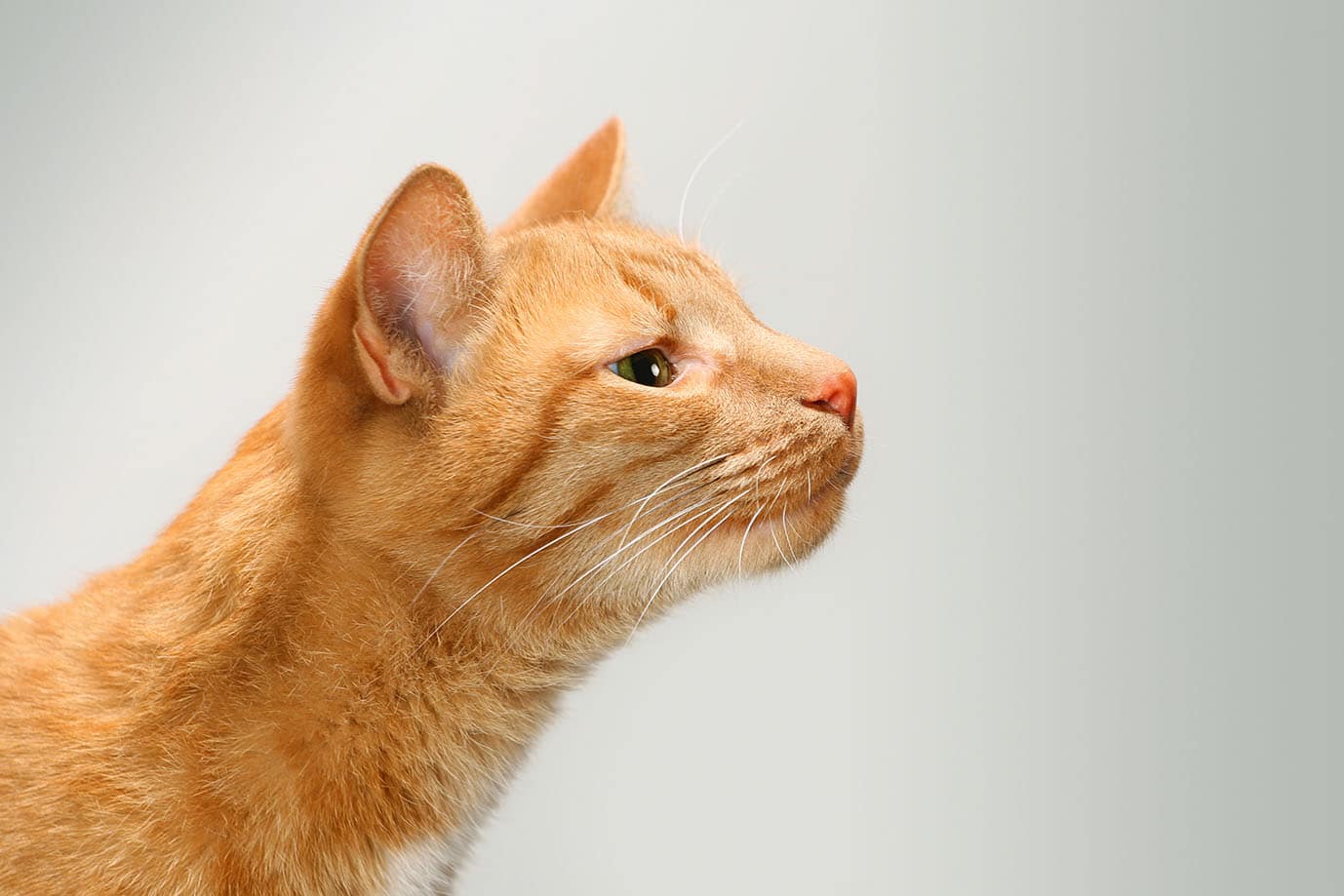 Is a Cat’s Sense of Smell Stronger Than a Dog’s?