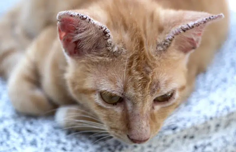 Fungal Infections in Cats: Signs, Causes, and Treatment (Vet Answer)