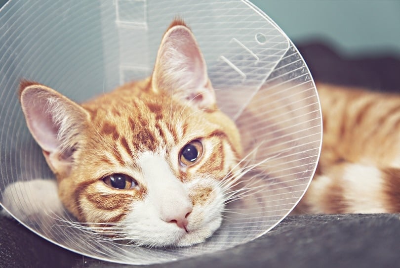 orange-cat-with-veterinairy-cone