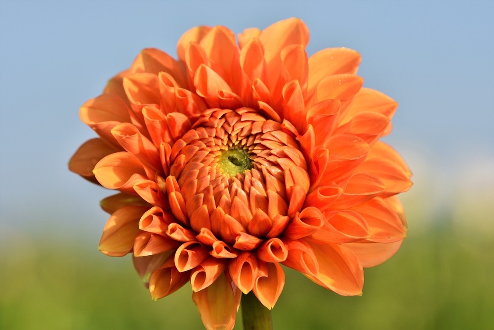 orange-dahlia-flower
