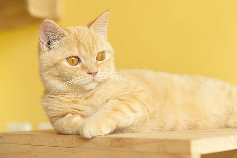 Orange Munchkin Cat: Info, Pictures, Origin & History