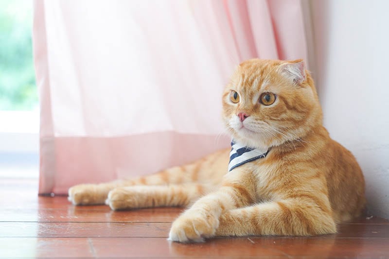 Orange Scottish Fold Cat: Info, Pictures, Facts & History