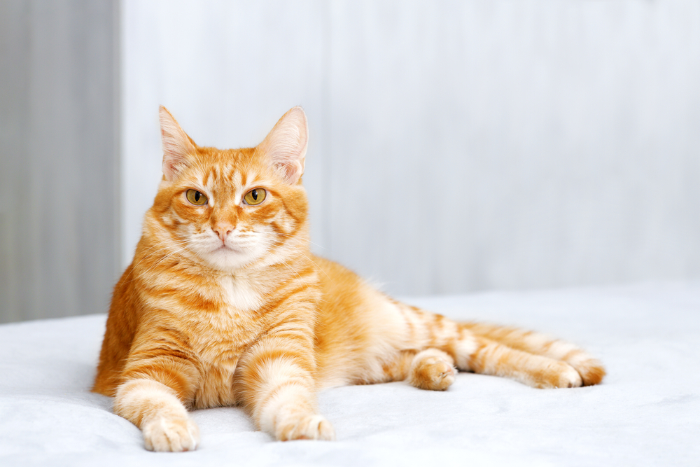 15 Fascinating Orange Tabby Cat Facts You'll Love To Learn