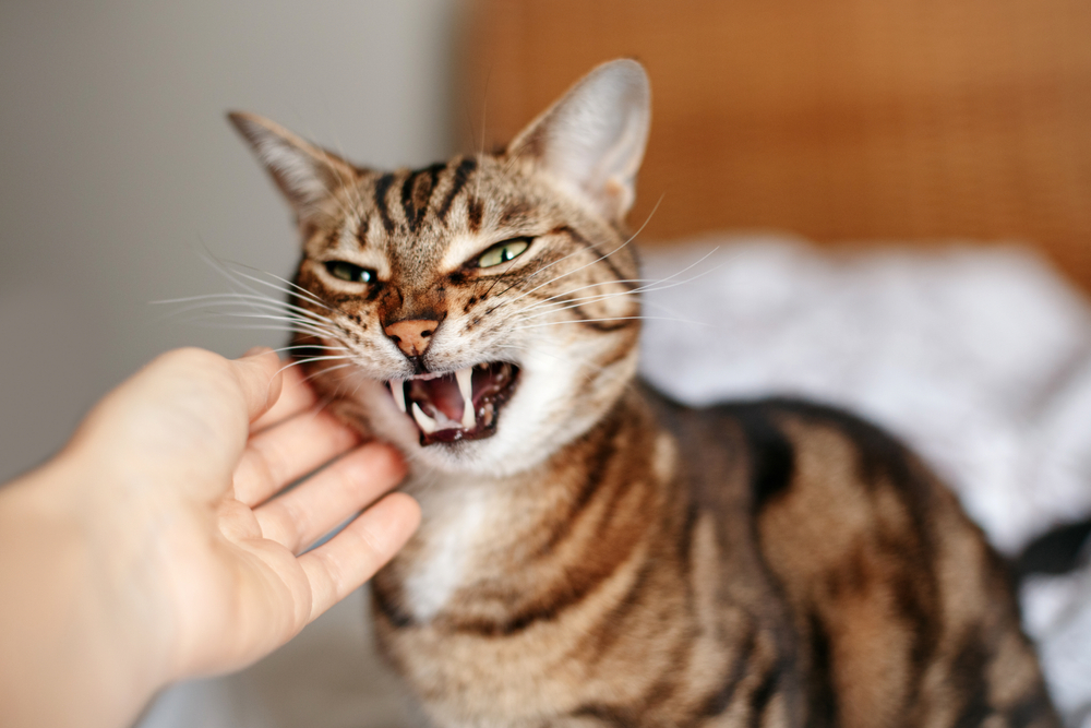 How Long Does a Cat Hold a Grudge? Vet-Reviewed Information