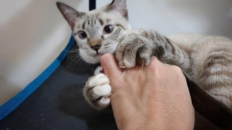 Laser Declawing Your Cat - Vet-Reviewed Facts & Considerations