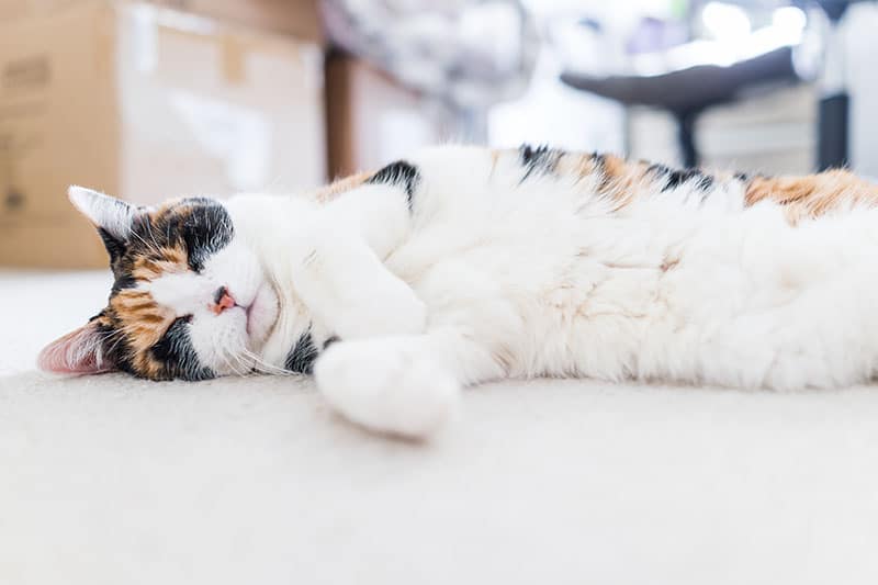 My Cat Is Constantly Sleeping, Should I Worry? Our Vet Explains