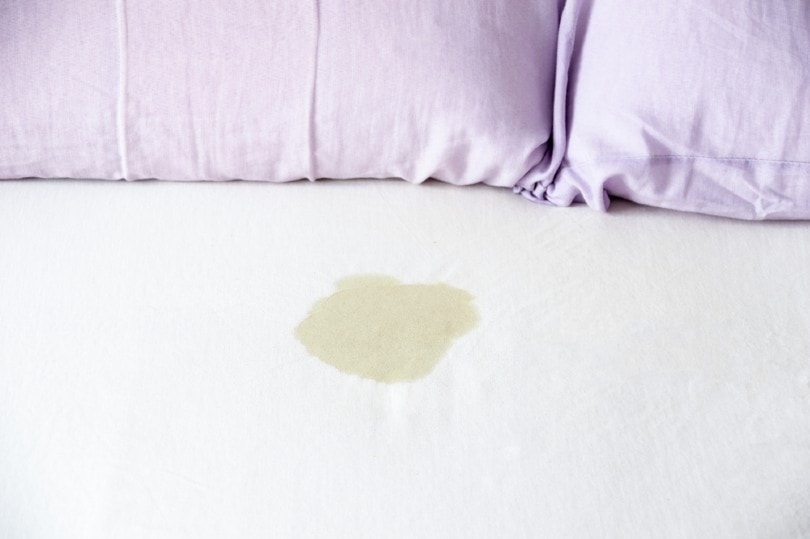 How to Find Cat Urine Without a Blacklight: 5 Simple Methods