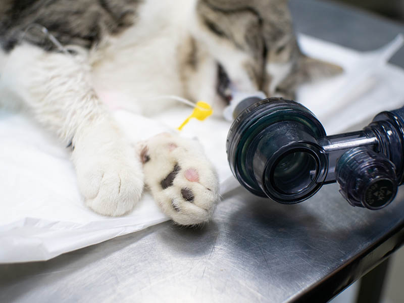 How Do I Give CPR to a Cat? Vet-Verified Step-by-Step Guide