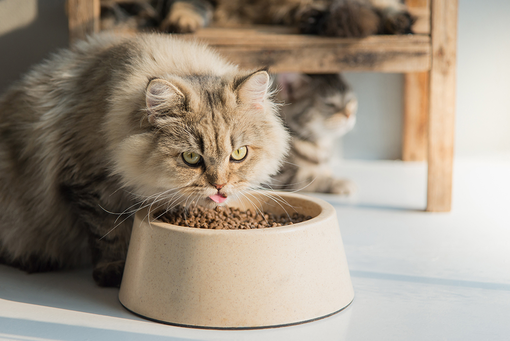 persian cat eating dry food from bowl