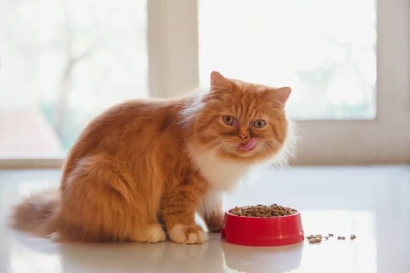 My Cat Won’t Eat Dry Food, Should I Worry? 5 Vet-Verified Reasons