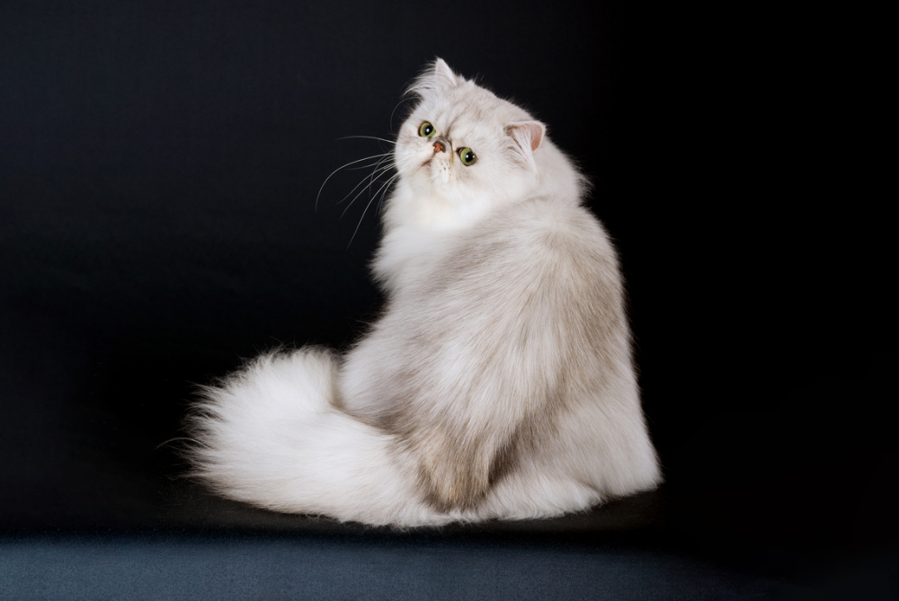 persian cat looking back
