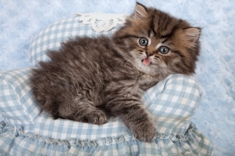 Persian Kittens for Sale in Connecticut: Breeders List 2026