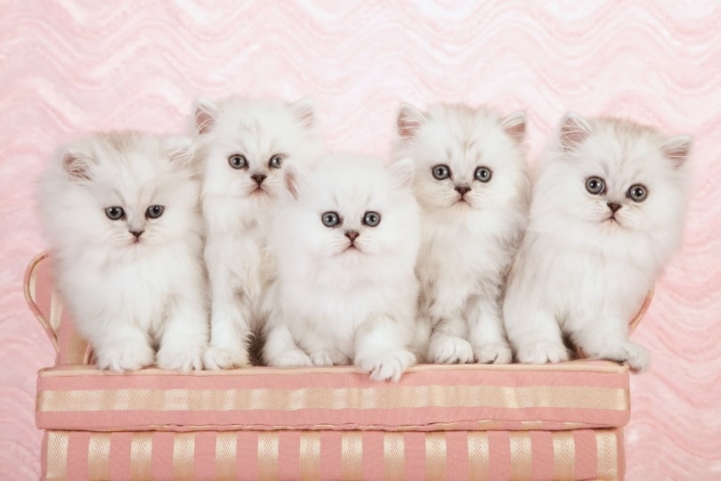 Persian Kittens For Sale in Georgia: Breeders List 2026