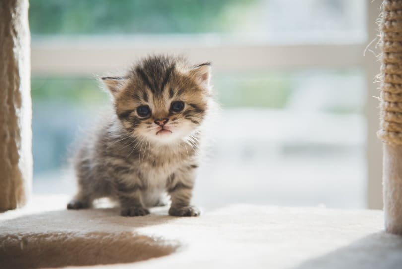 Persian Kittens For Sale in Arkansas: Breeders List 2026