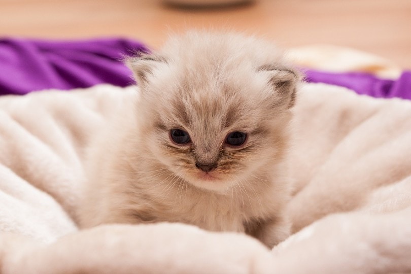 Persian Kittens For Sale in Iowa: Breeders List 2026