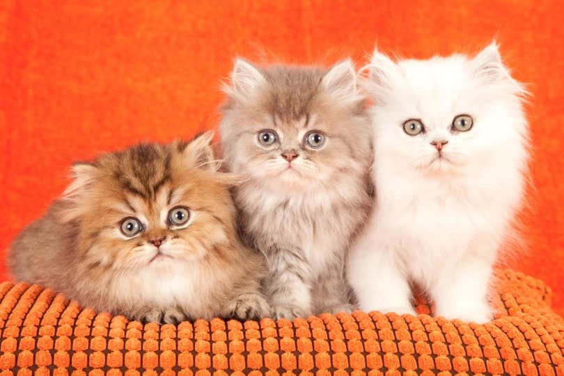 Persian Kittens For Sale in Utah: Breeders List 2026