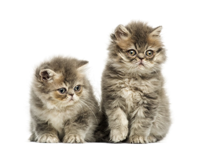 Persian Kittens for Sale in Tennessee: Breeders List 2026