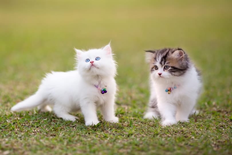 Persian Kittens for Sale in the UK: 2026 Breeders List