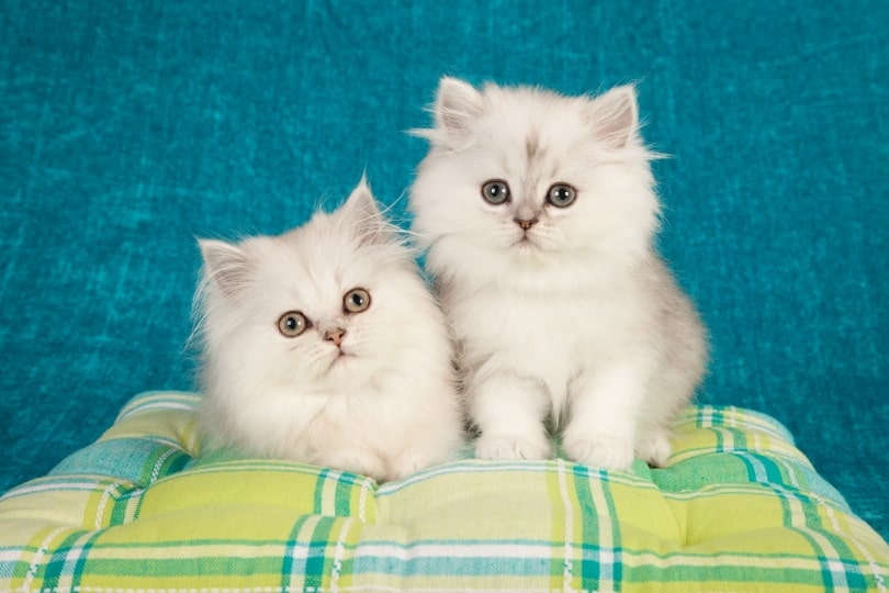 Persian Kittens for Sale in Arizona: Breeders List 2026